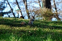 Torino 06_03_2011 - Scoiattolo_22